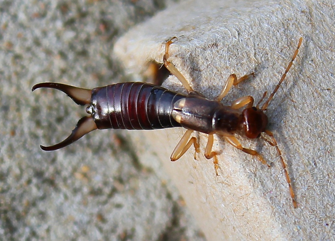 If you find these scary-looking insects in your home, here’s what it means